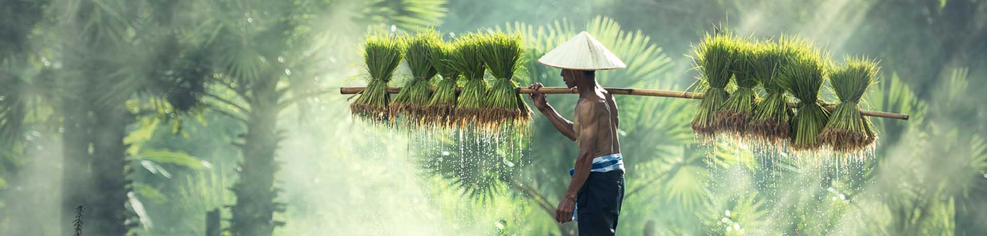 Indonesian Farmer