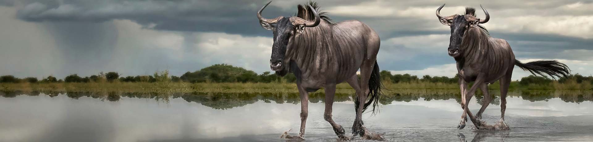 Wildebeest, Tanzania