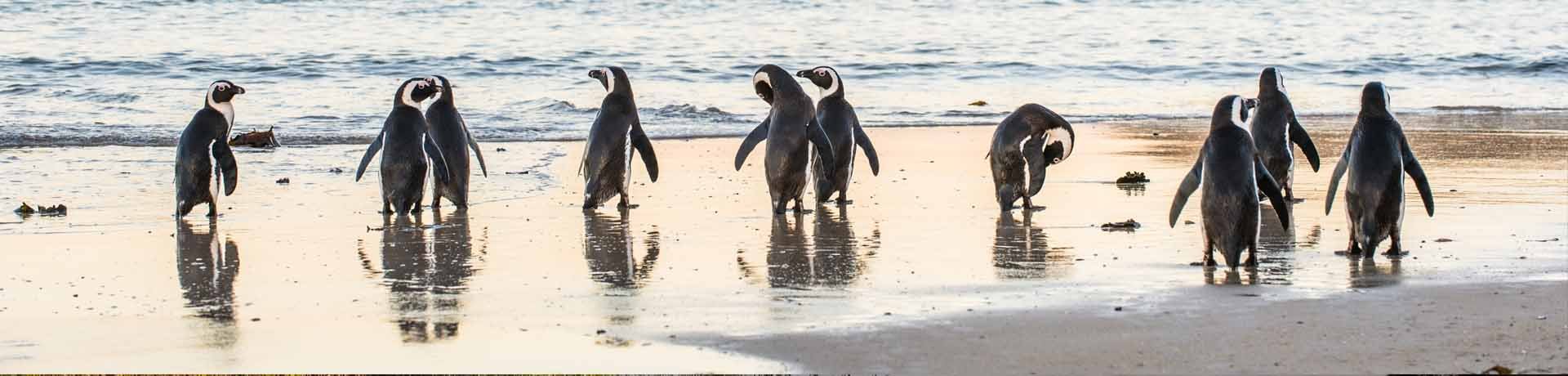 Boulders Beach