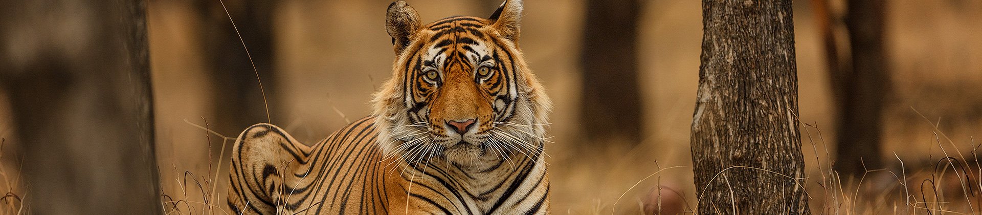 Tiger India