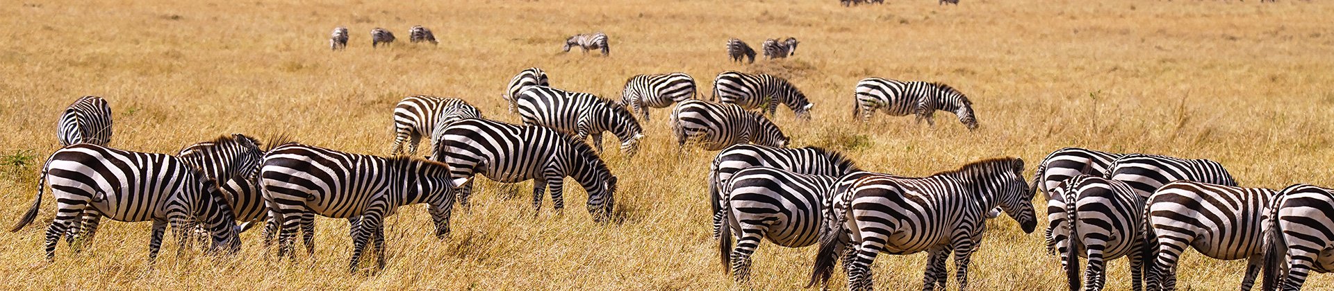 Safari, Zebras