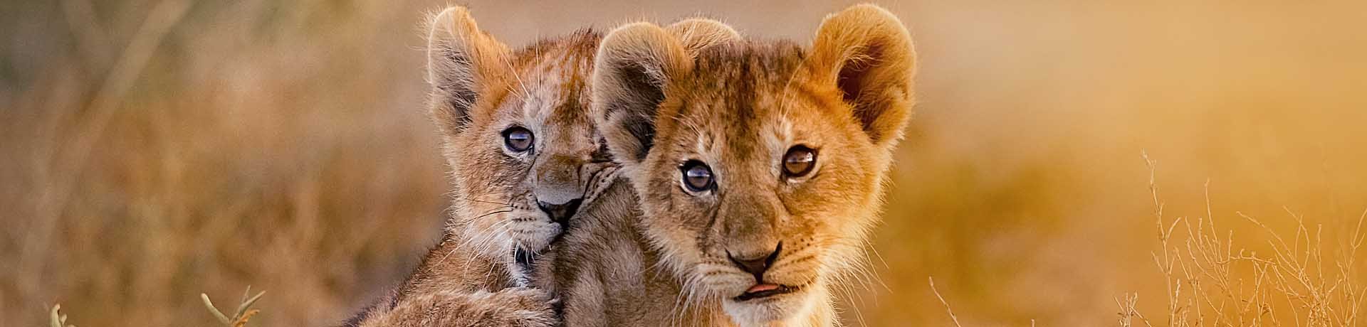 Lion Cubs