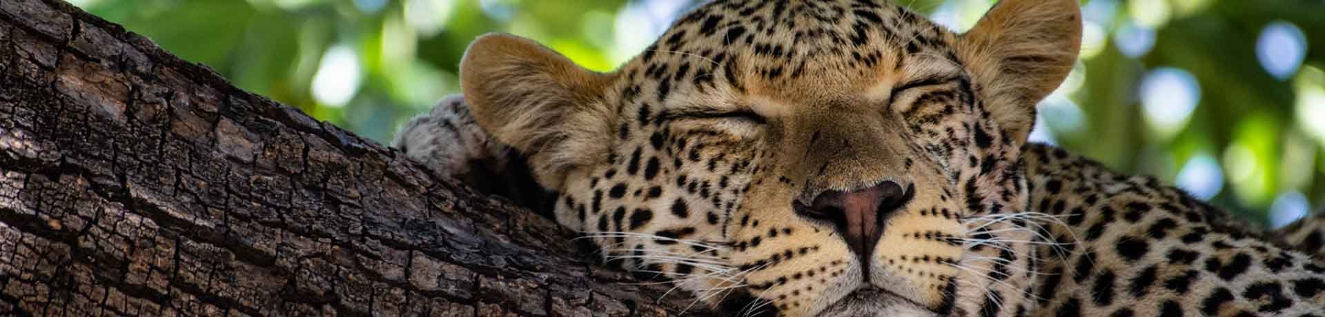 Leopard, Botswana