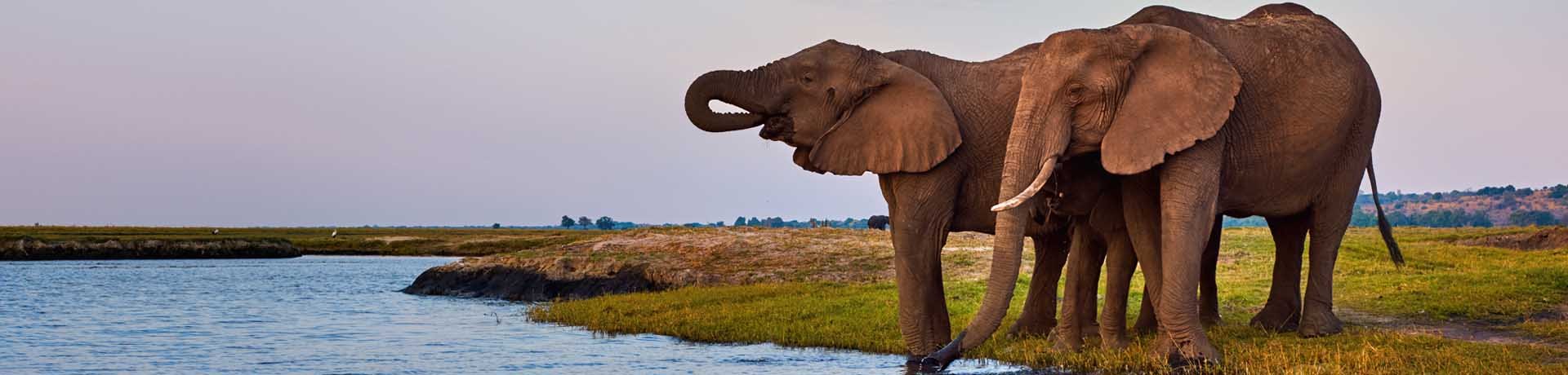 Elephants Chobe