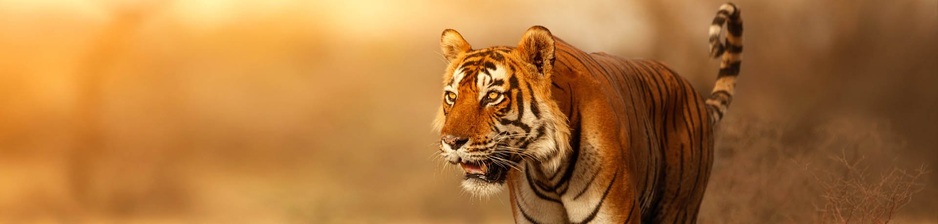 Tiger, Ranthambore