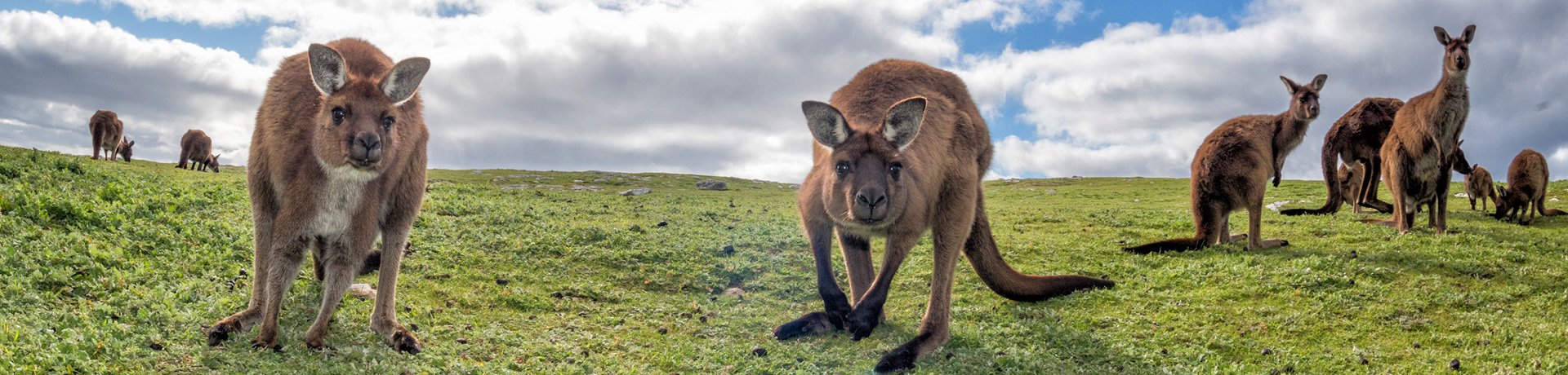 Kangaroos, Kangaroo Island