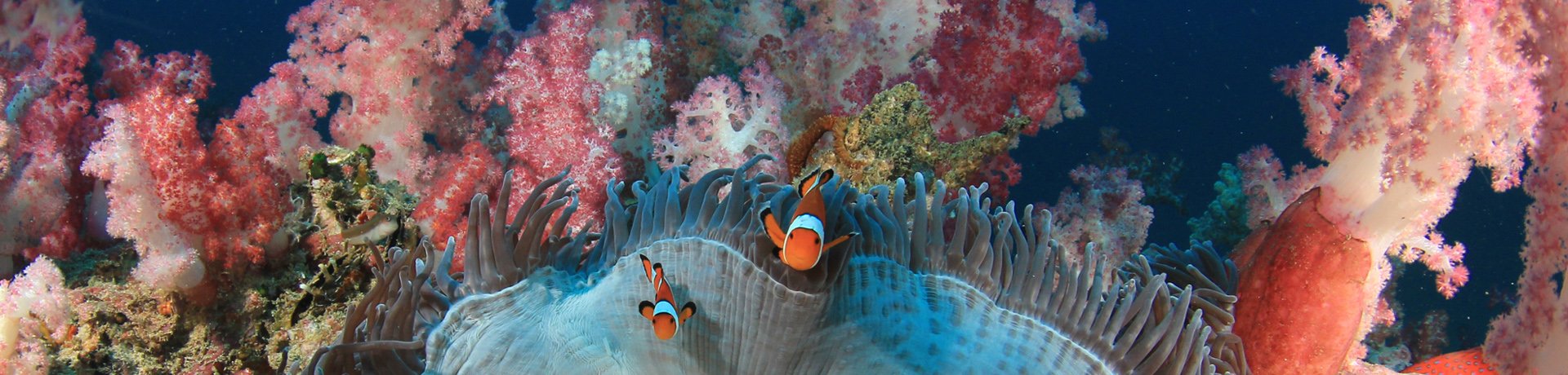 Great Barrier Reef