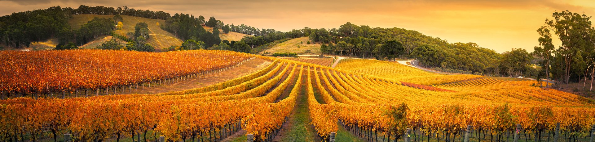 Vineyards near Adelaide
