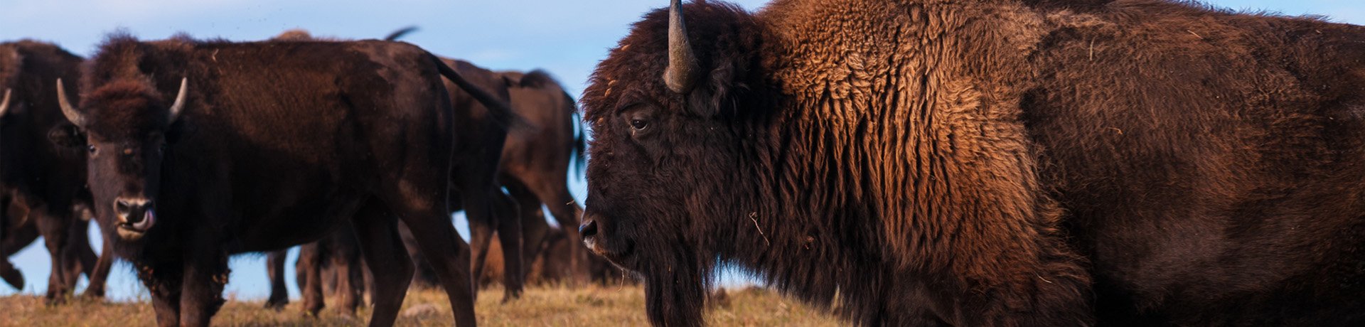 Yellowstone National Park, USA Motorhome Holiday