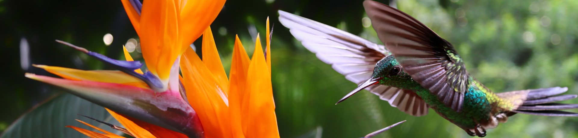 Hummingbird Costa Rica