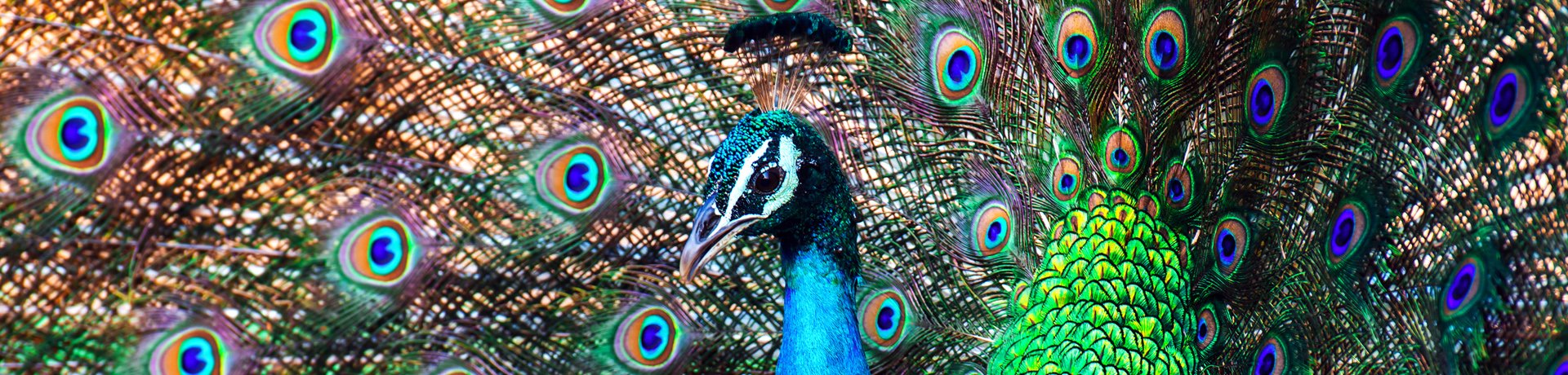 Peacock, Sri Lanka