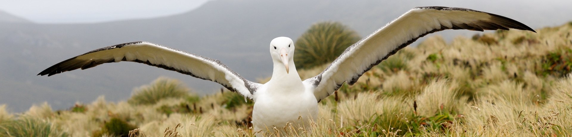 Southern Royal Albatross