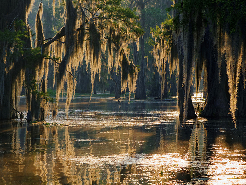 Mississippi swamp