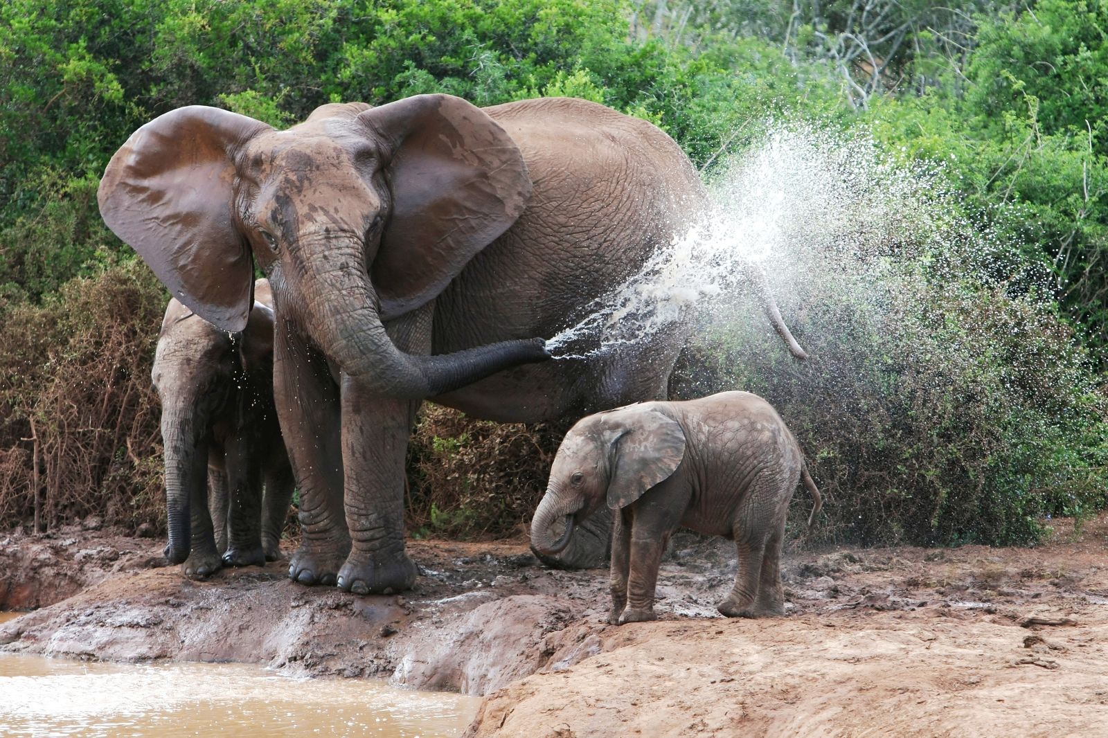 A baby elephant enjoys a hose down
