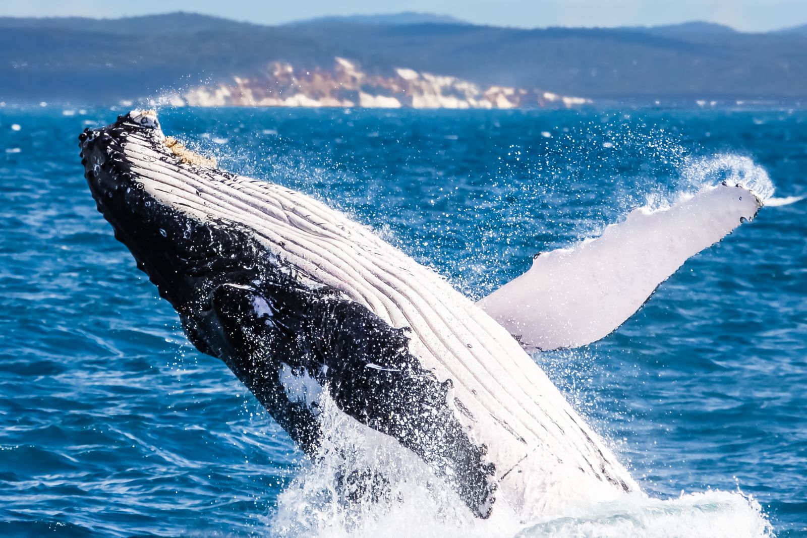 Whales in Hervey Bay